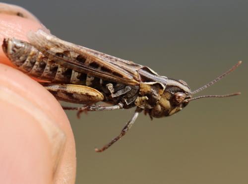 Myrmeleotettix maculatus maculatus